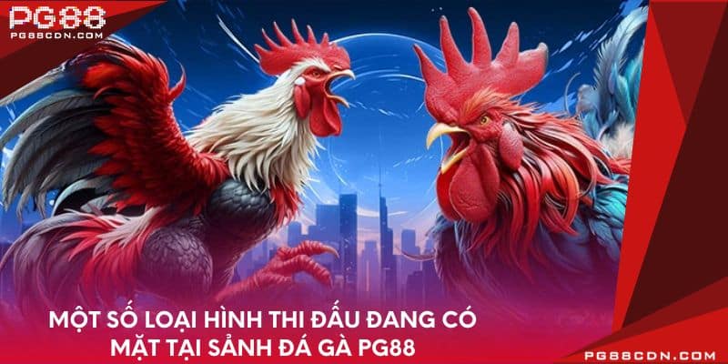Một số loại hình thi đấu đang có mặt tại sảnh đá gà PG88