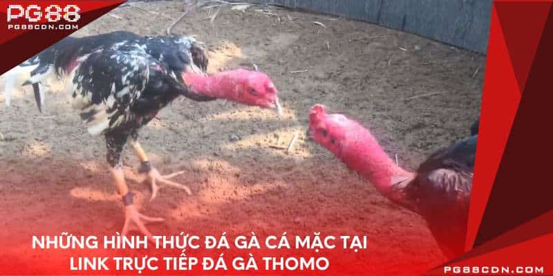 Những hình thức đá gà cá mặc tại link trực tiếp đá gà thomo
